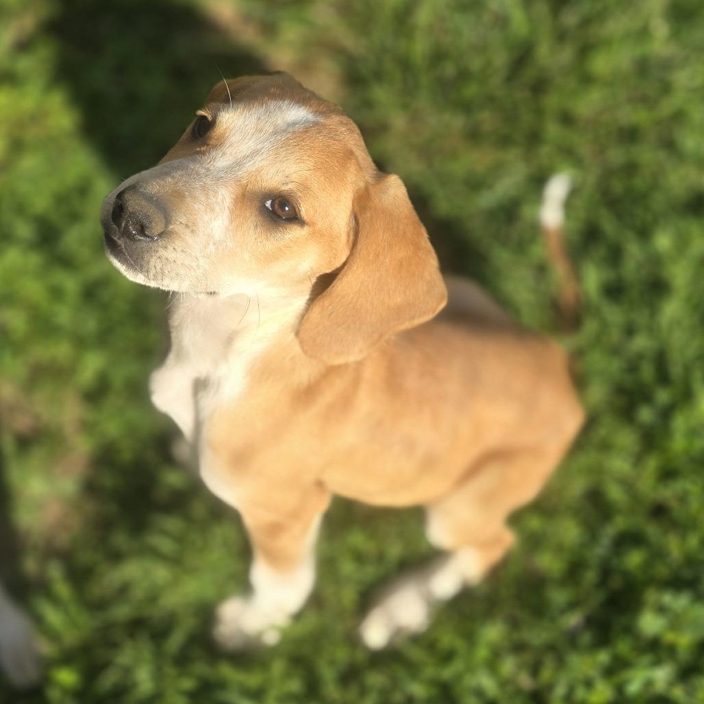 Latte, a Adoptable Mixed Breed in Cincinnati, OH image 3/3