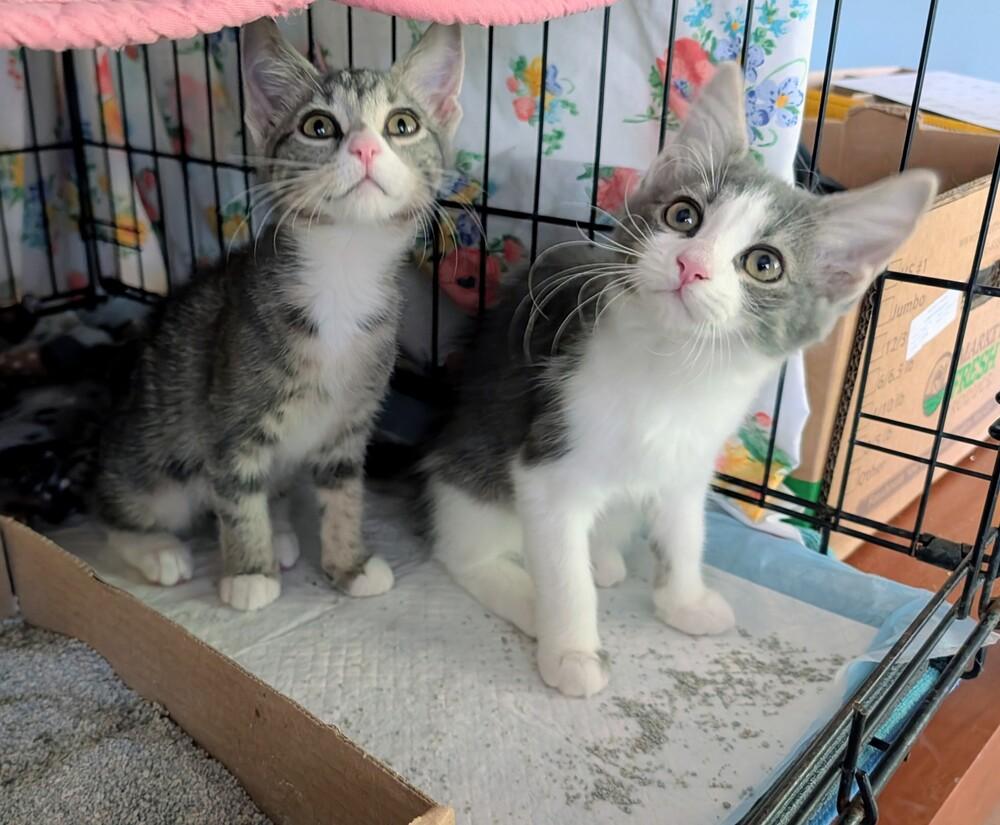 Eleanor, Adoptable, Kitten Female Domestic Short Hair.