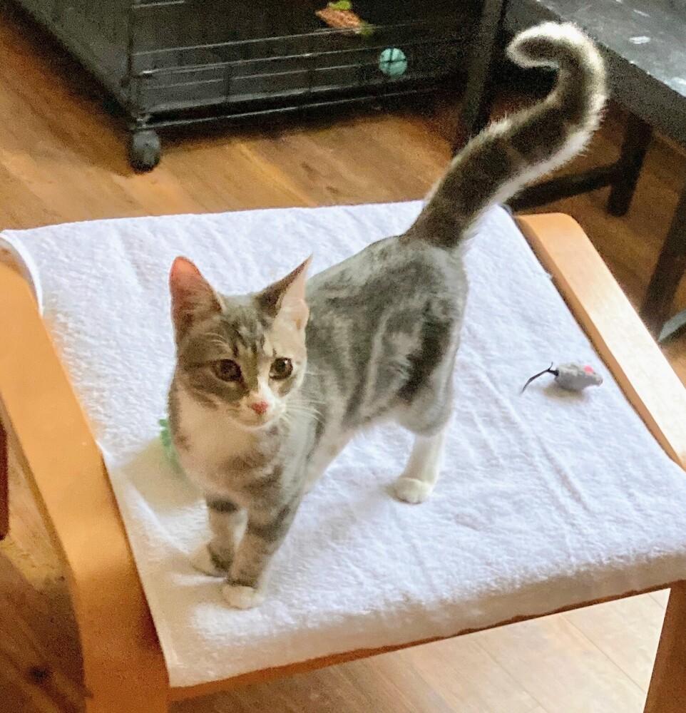 Eleanor, Adoptable, Kitten Female Domestic Short Hair.