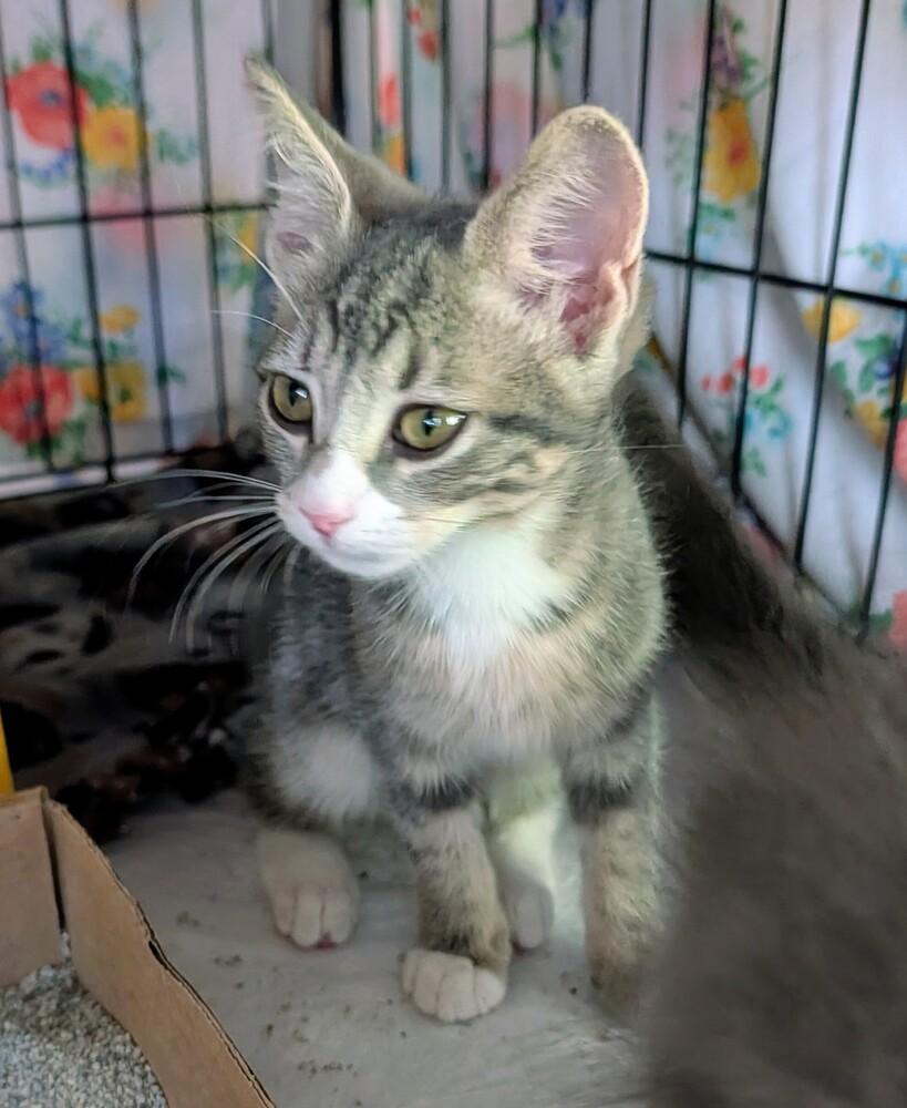 Enlarge Eleanor, a Adoptable Domestic Short Hair in Louisa, VA image 2/2