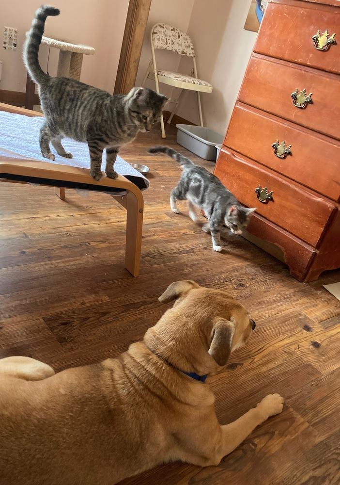 Enlarge Eleanor, a Adoptable Domestic Short Hair in Louisa, VA image 4/5