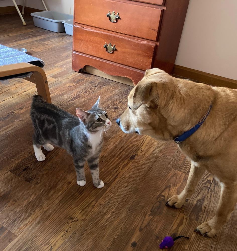 Enlarge Eleanor, a Adoptable Domestic Short Hair in Louisa, VA image 5/5