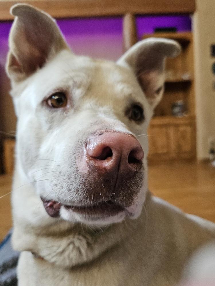 Logan, Adoptable, Young Male Labrador Retriever & Husky.
