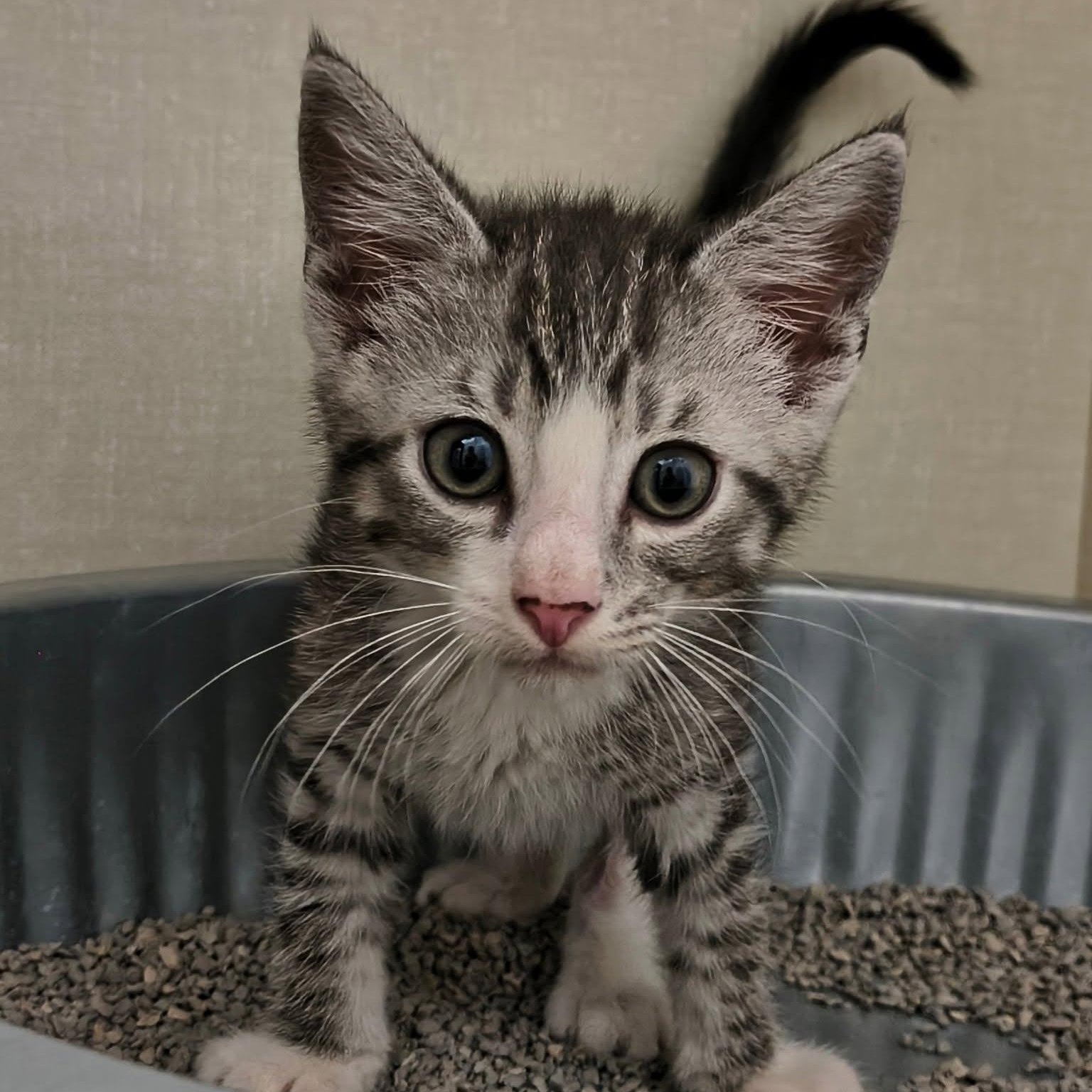 Enlarge Nickel, a Adopted Domestic Short Hair in Saint Marys, PA image 1/1