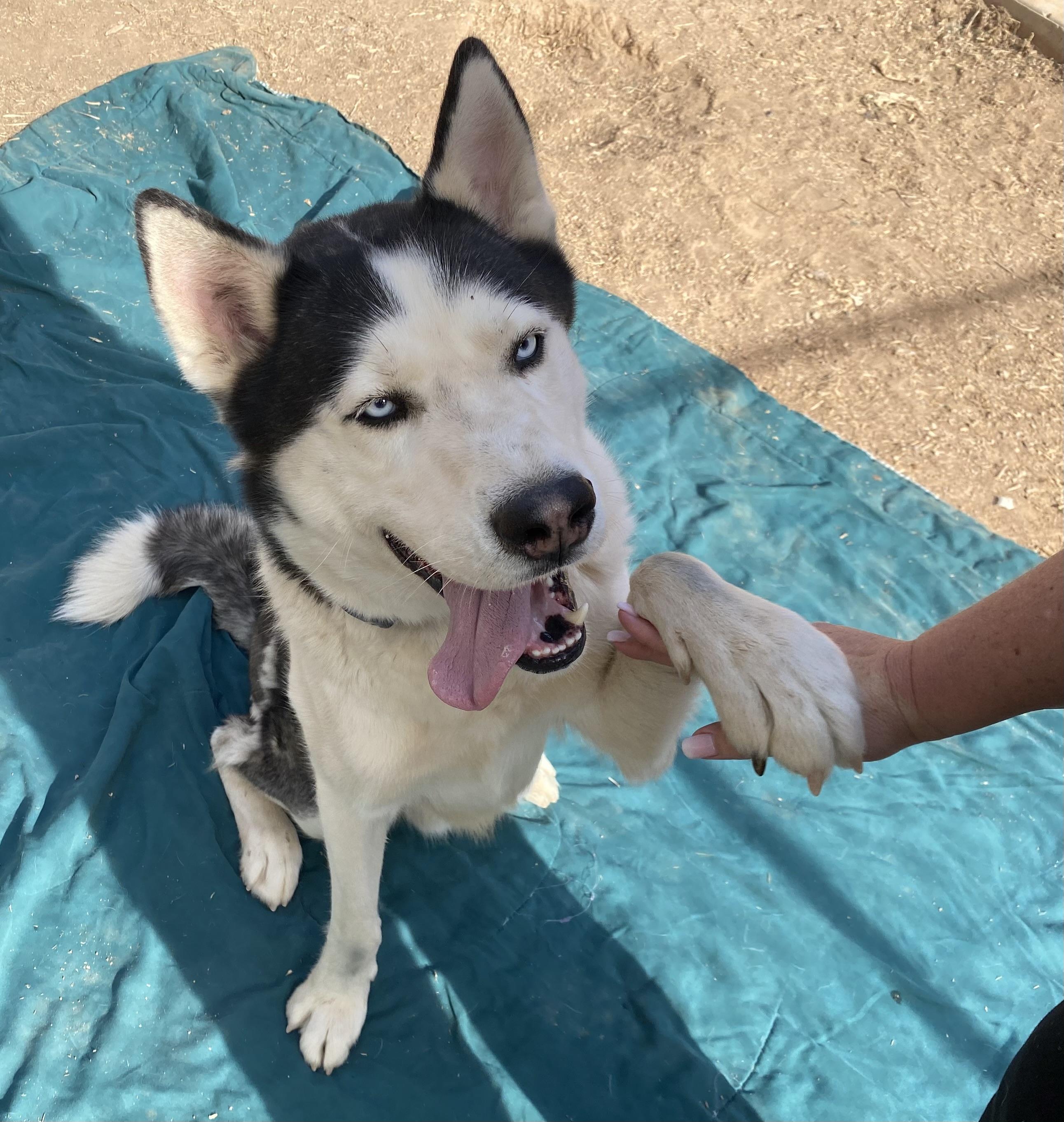 Blue, Adoptable, Young Male Husky.