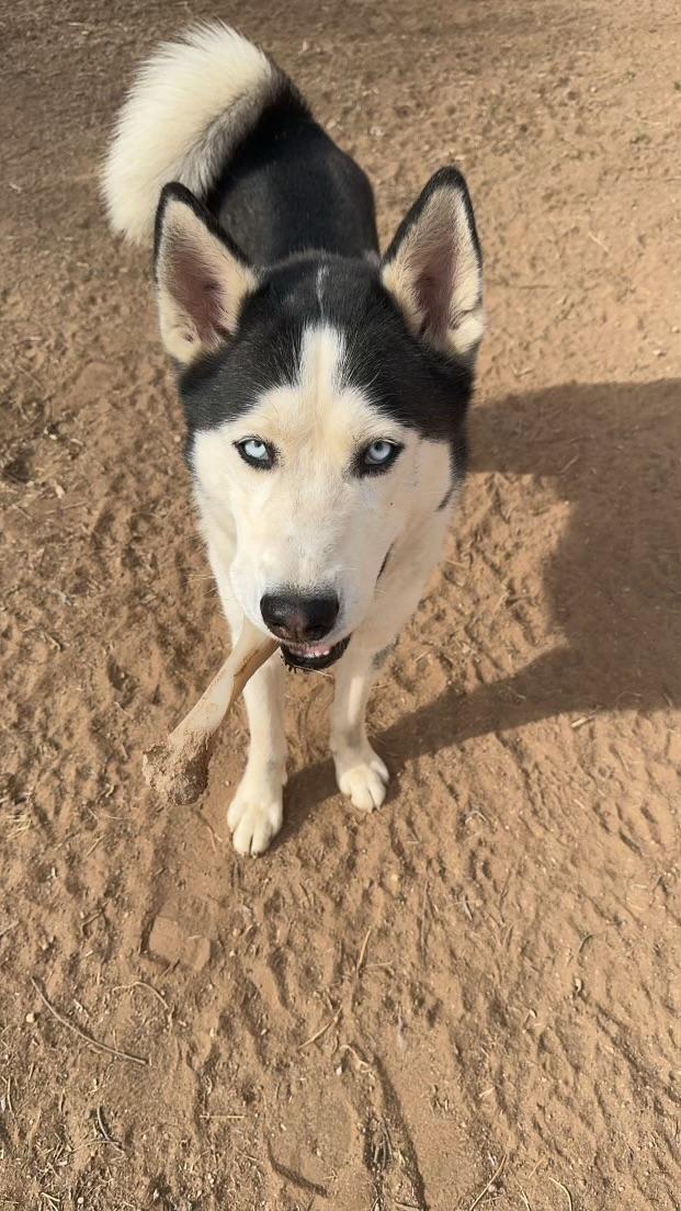 Blue, a Adoptable Husky in Phoenix, AZ image 2/6
