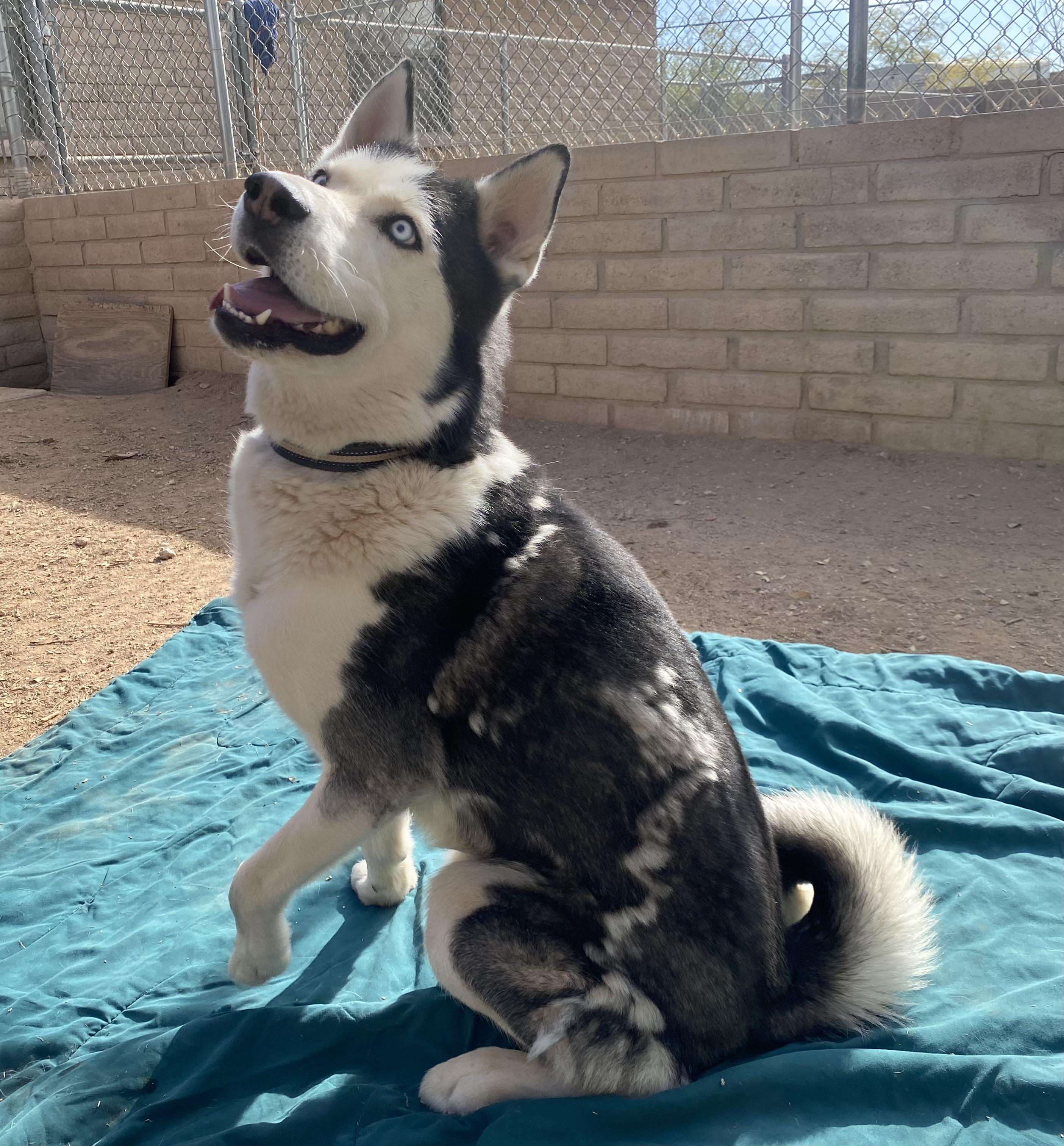 Blue, a Adoptable Husky in Phoenix, AZ image 3/6