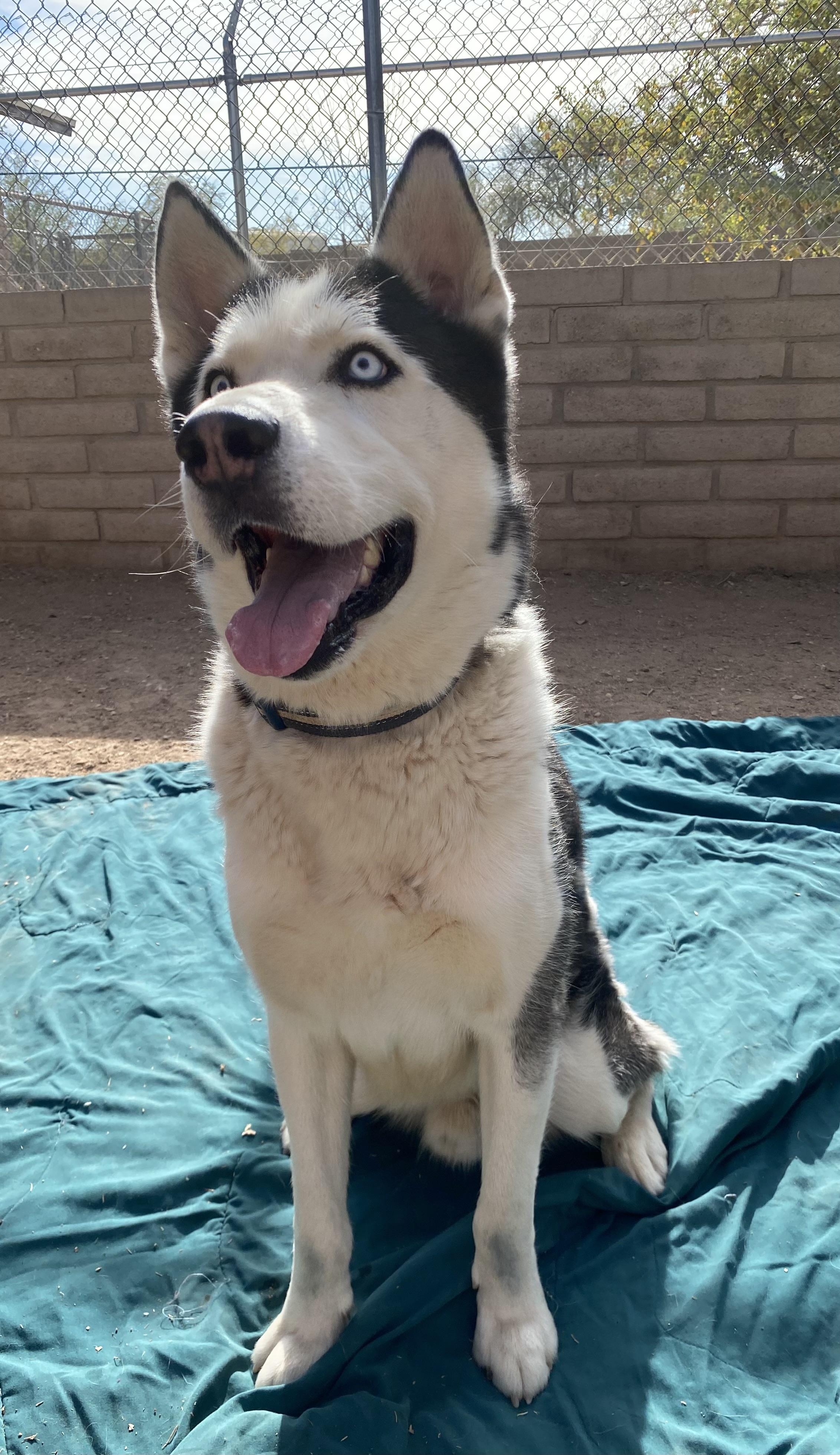 Blue, a Adoptable Husky in Phoenix, AZ image 4/6