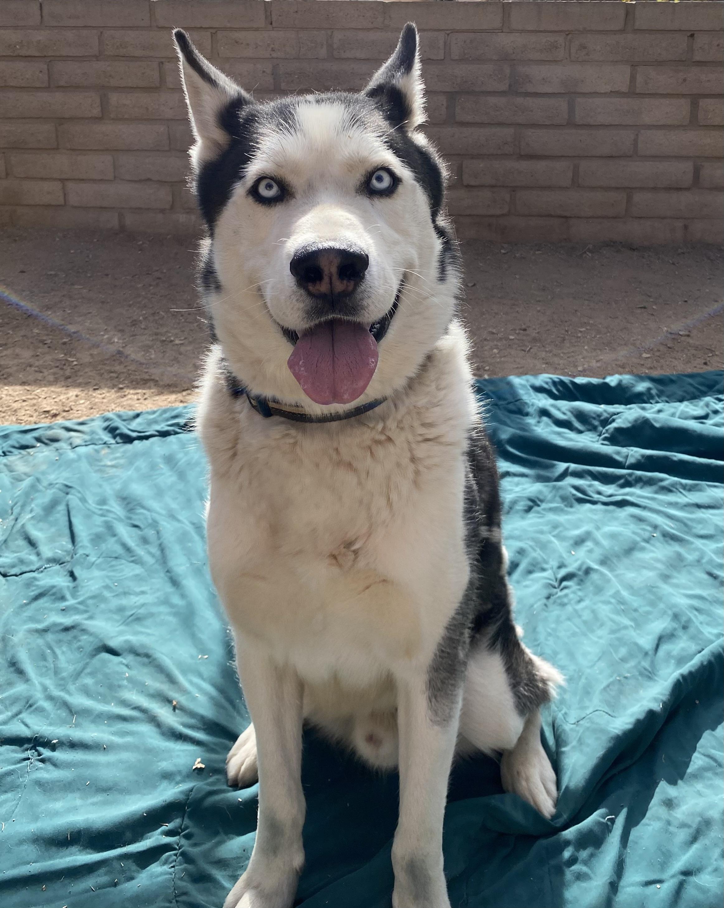 Blue, a Adoptable Husky in Phoenix, AZ image 5/6