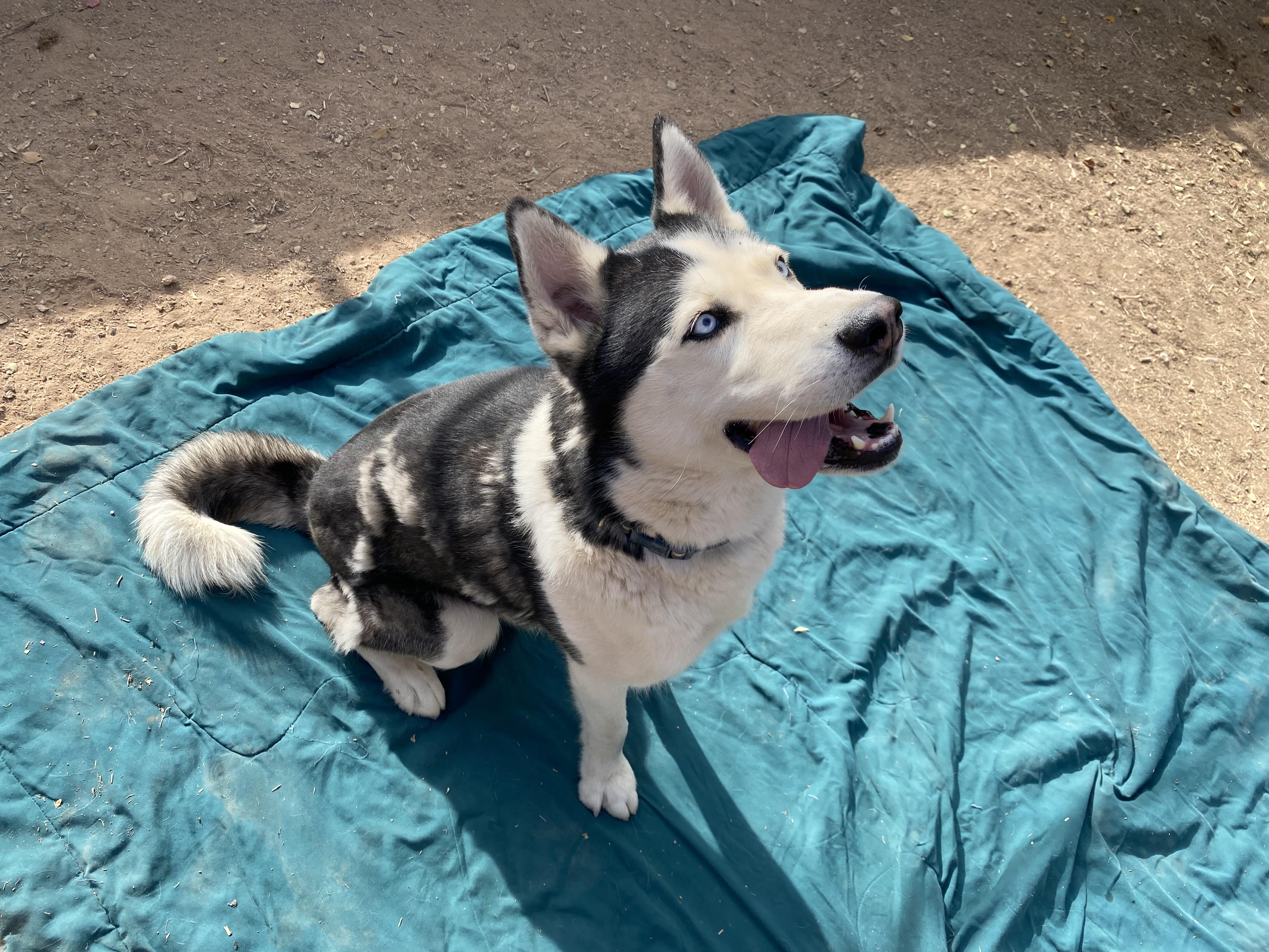 Blue, a Adoptable Husky in Phoenix, AZ image 6/6
