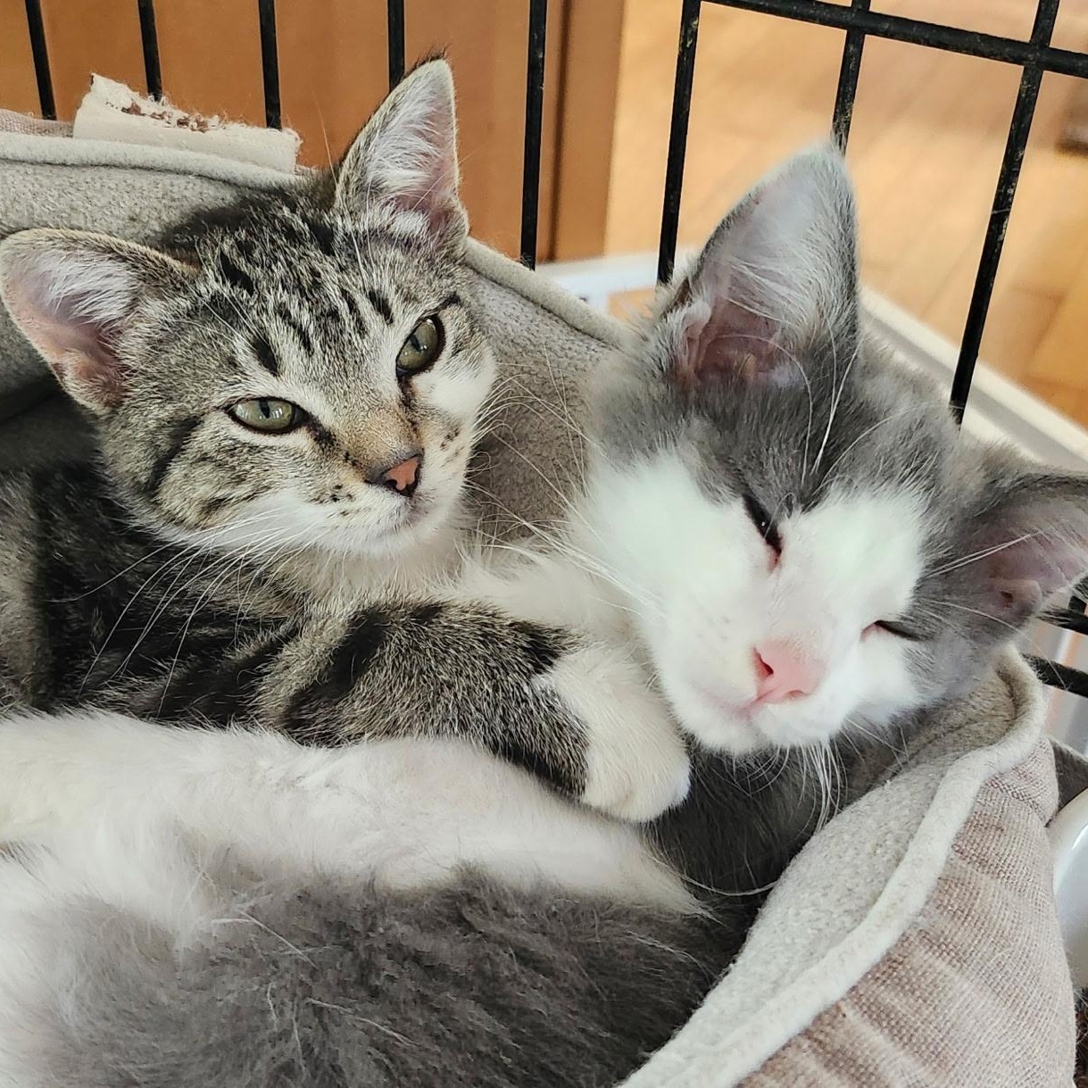 Scout and Nova - Bonded Pair, Adoptable, Kitten Female Domestic Short Hair.