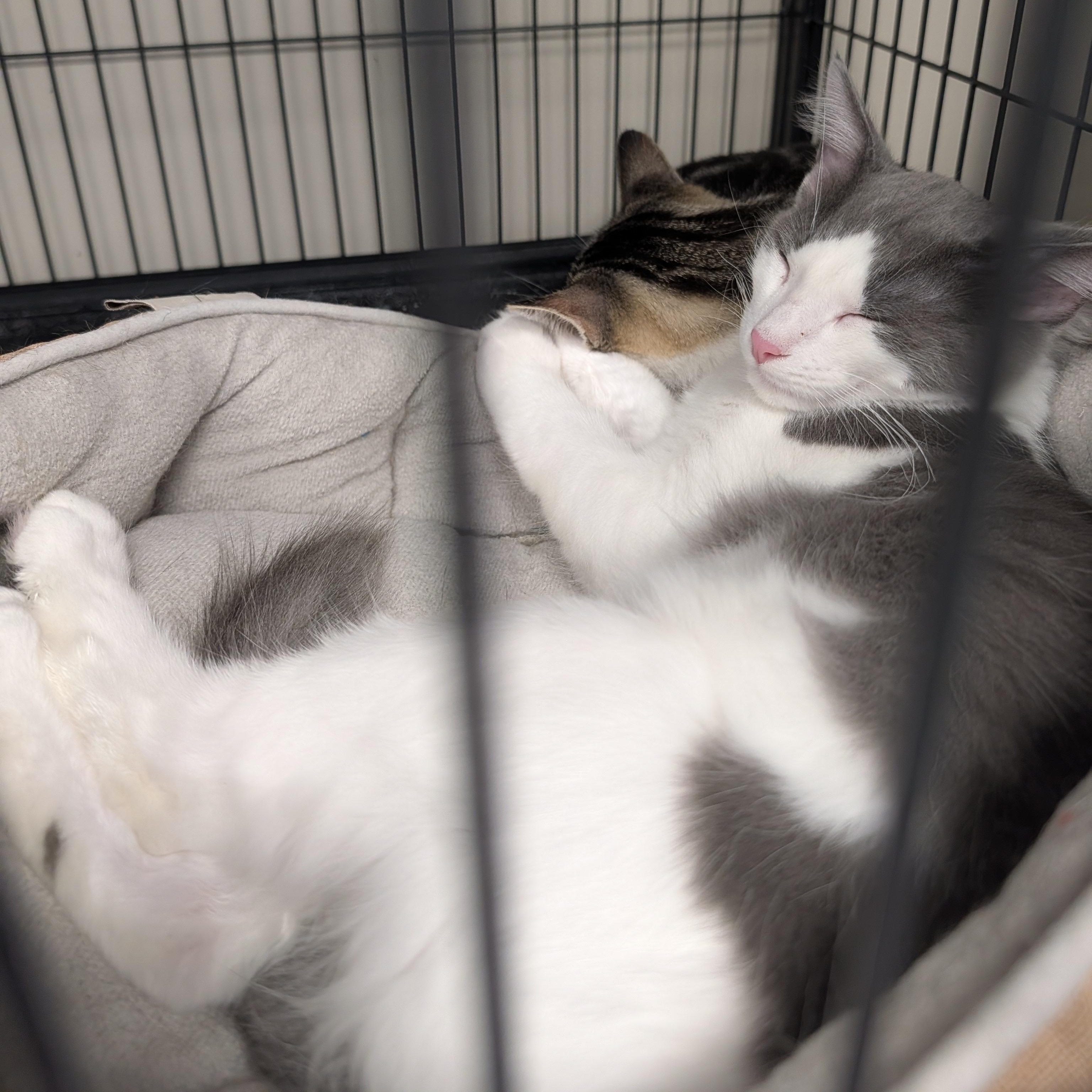 Scout and Nova - Bonded Pair, a Adoptable Domestic Short Hair in Spring Lake Park, MN image 3/3