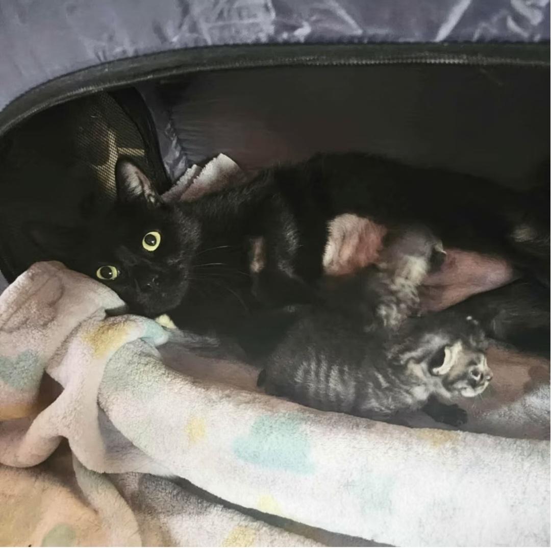 Enlarge Agnès, a Adoptable Domestic Short Hair in Montréal, QC image 4/4