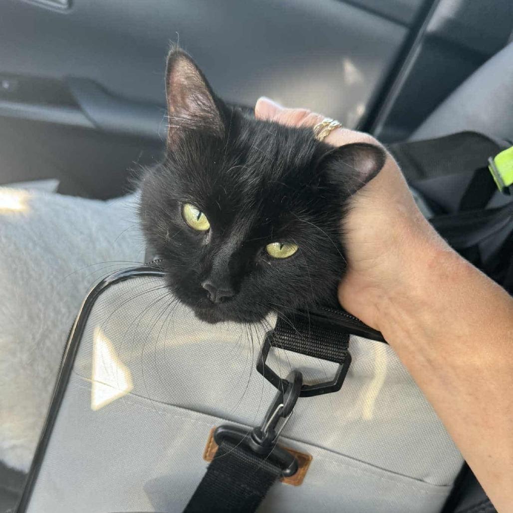 Enlarge Agnès, a Adoptable Domestic Short Hair in Montréal, QC image 2/4