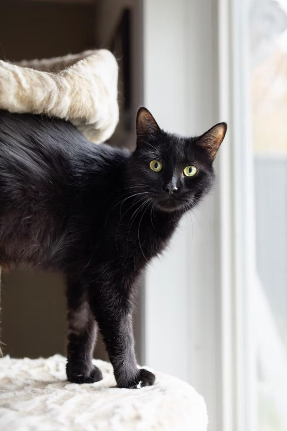 Enlarge Agnès, a Adoptable Domestic Short Hair in Montréal, QC image 3/4