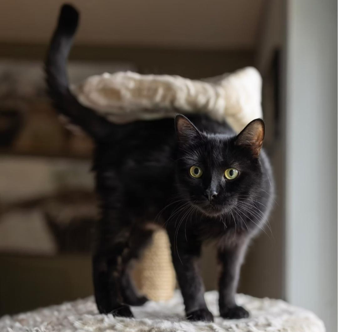 Enlarge Agnès, a Adoptable Domestic Short Hair in Montréal, QC image 1/4