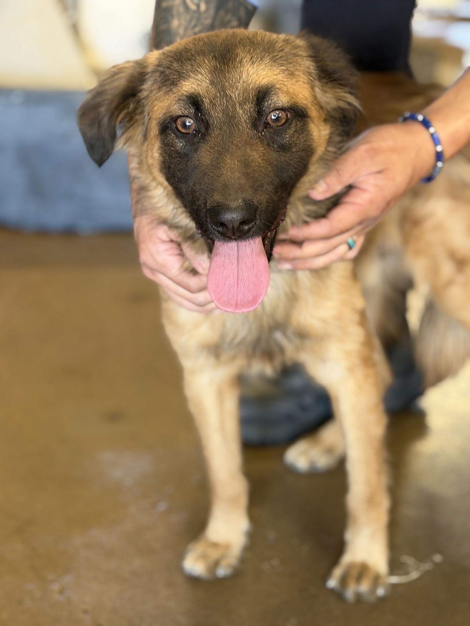 Zane - Courtesy Post, Adoptable, Young Male Australian Shepherd.