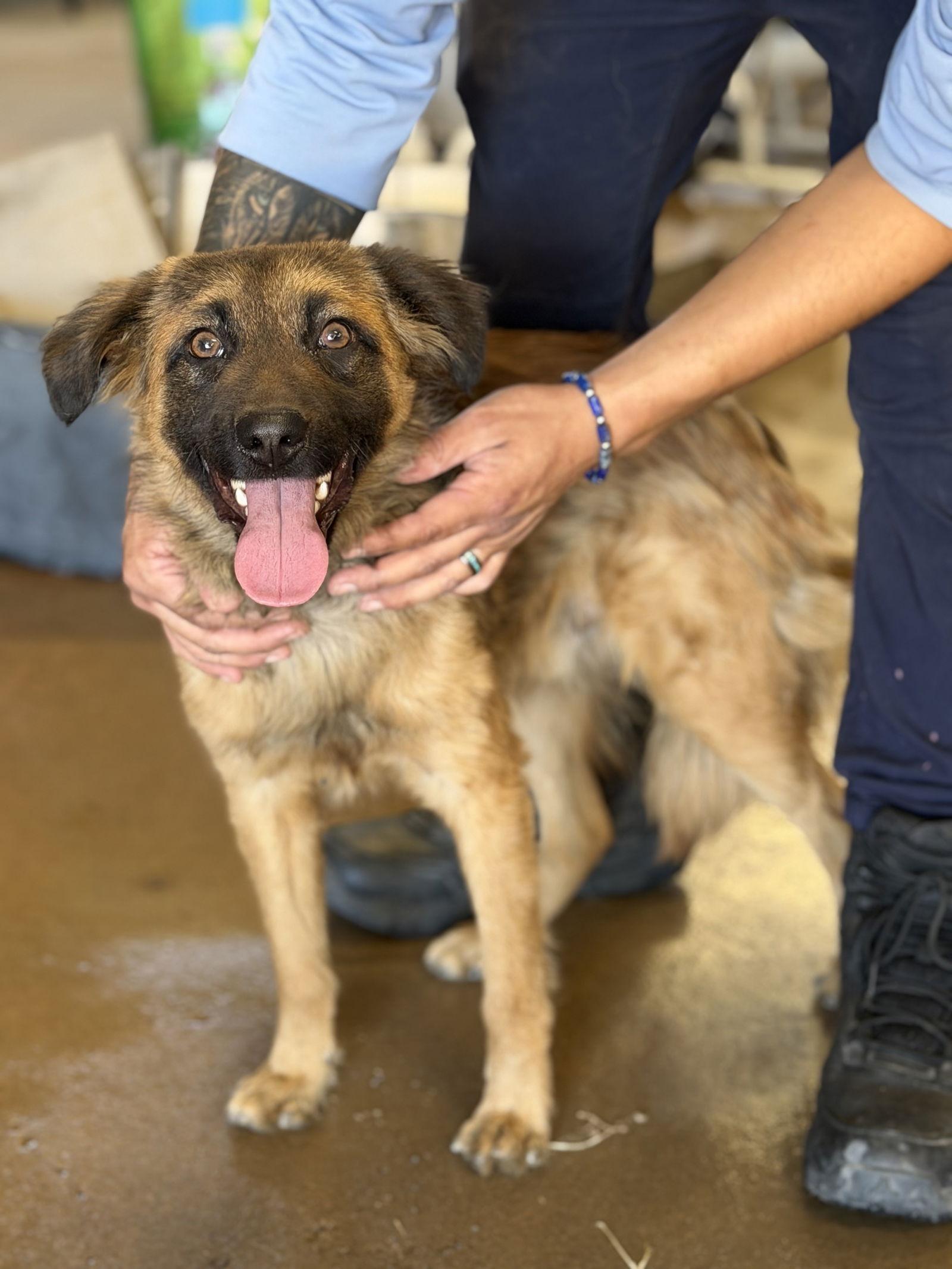 Enlarge Zane - Courtesy Post, a Adoptable Australian Shepherd in San Diego, CA image 2/2