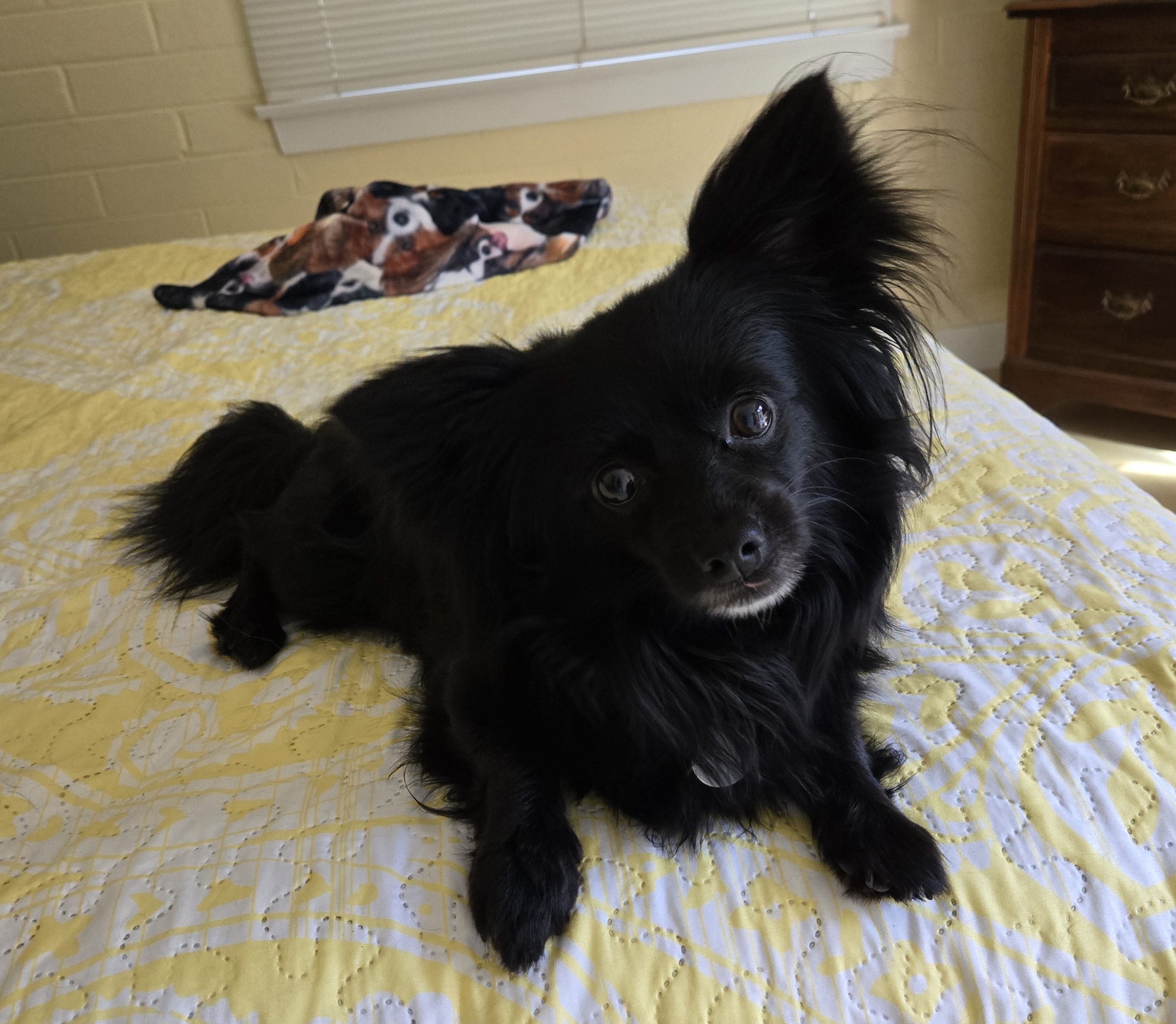 Bodie, Adopted, Young Male Papillon & Chihuahua.