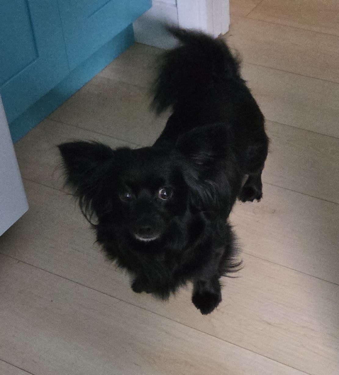 Enlarge Bodie, a Adopted mixed breed in Vista, CA image 2/3