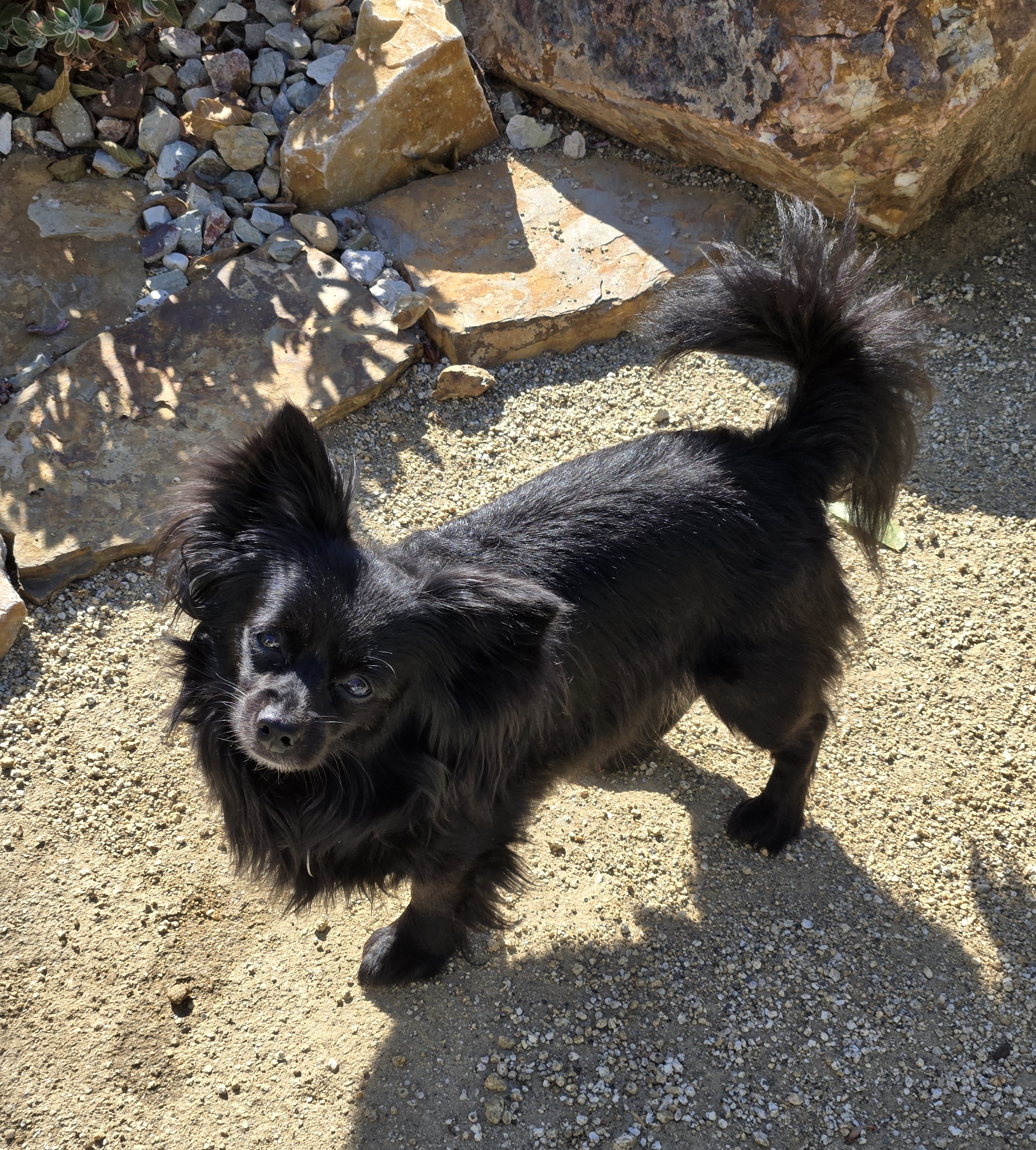 Enlarge Bodie, a Adopted mixed breed in Vista, CA image 3/3