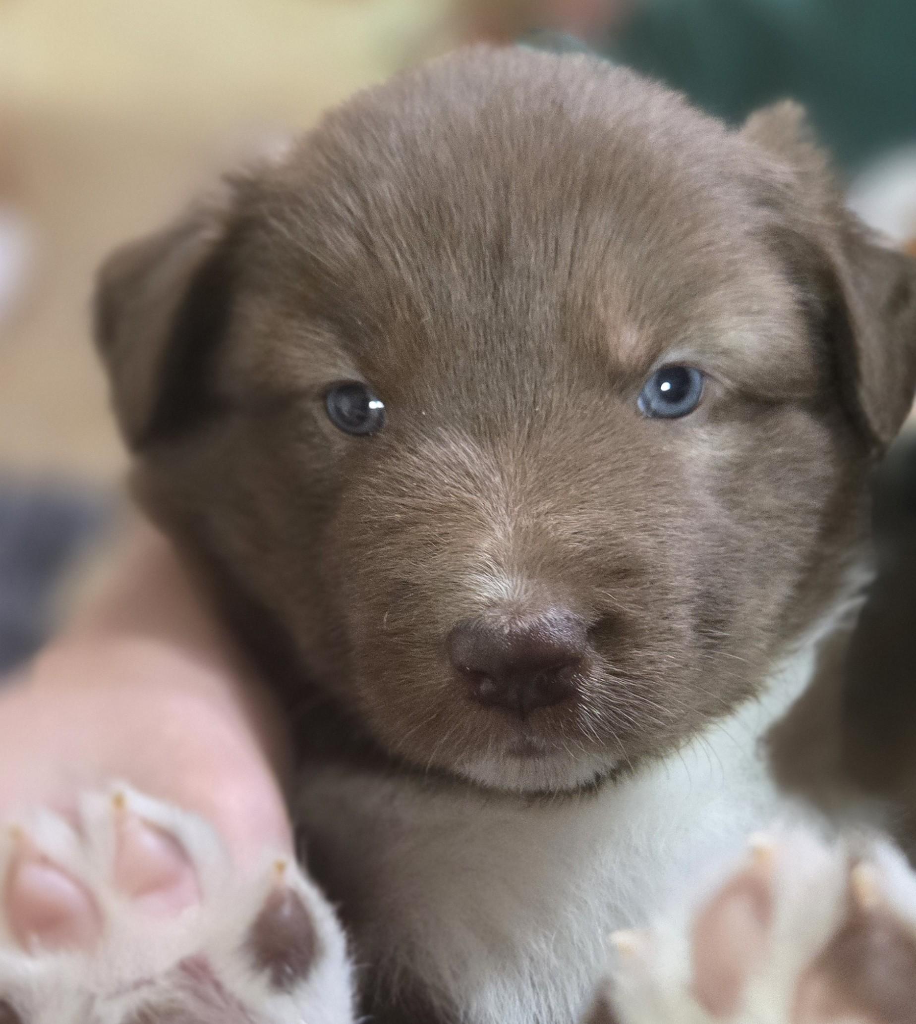 Enlarge Brownie, an adopted mixed breed in Thayne, WY image 1/2
