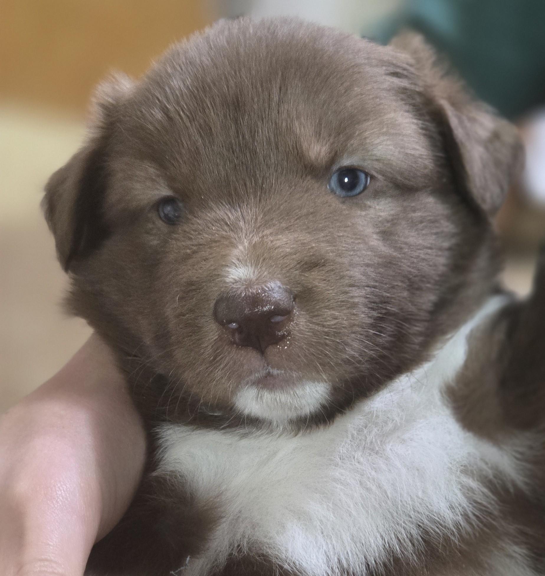 Enlarge Brownie, an adopted mixed breed in Thayne, WY image 2/2