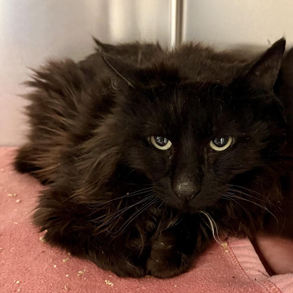 Cedar, Adoptable, Adult Male Domestic Long Hair.