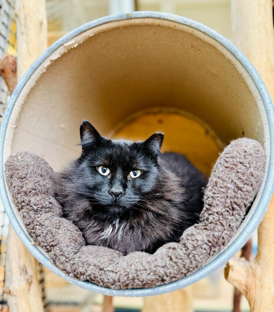 Cedar, Adoptable, Adult Male Domestic Long Hair.