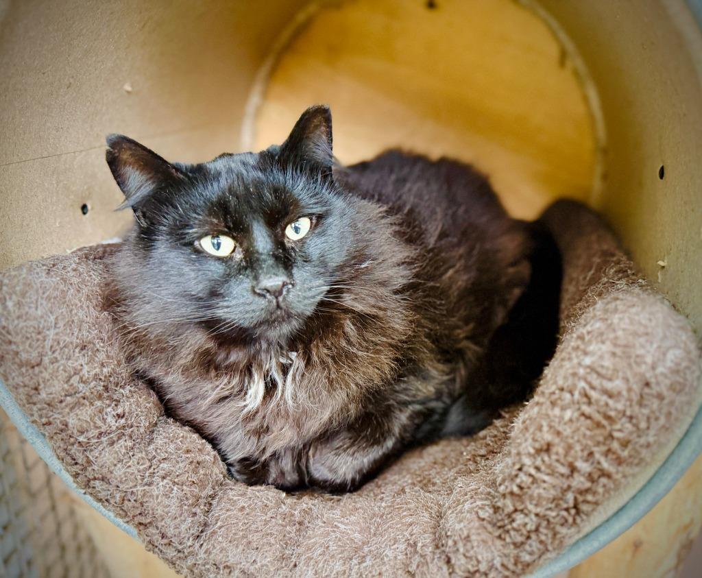 Enlarge Cedar, a Adoptable mixed breed in Eastsound, WA image 2/3