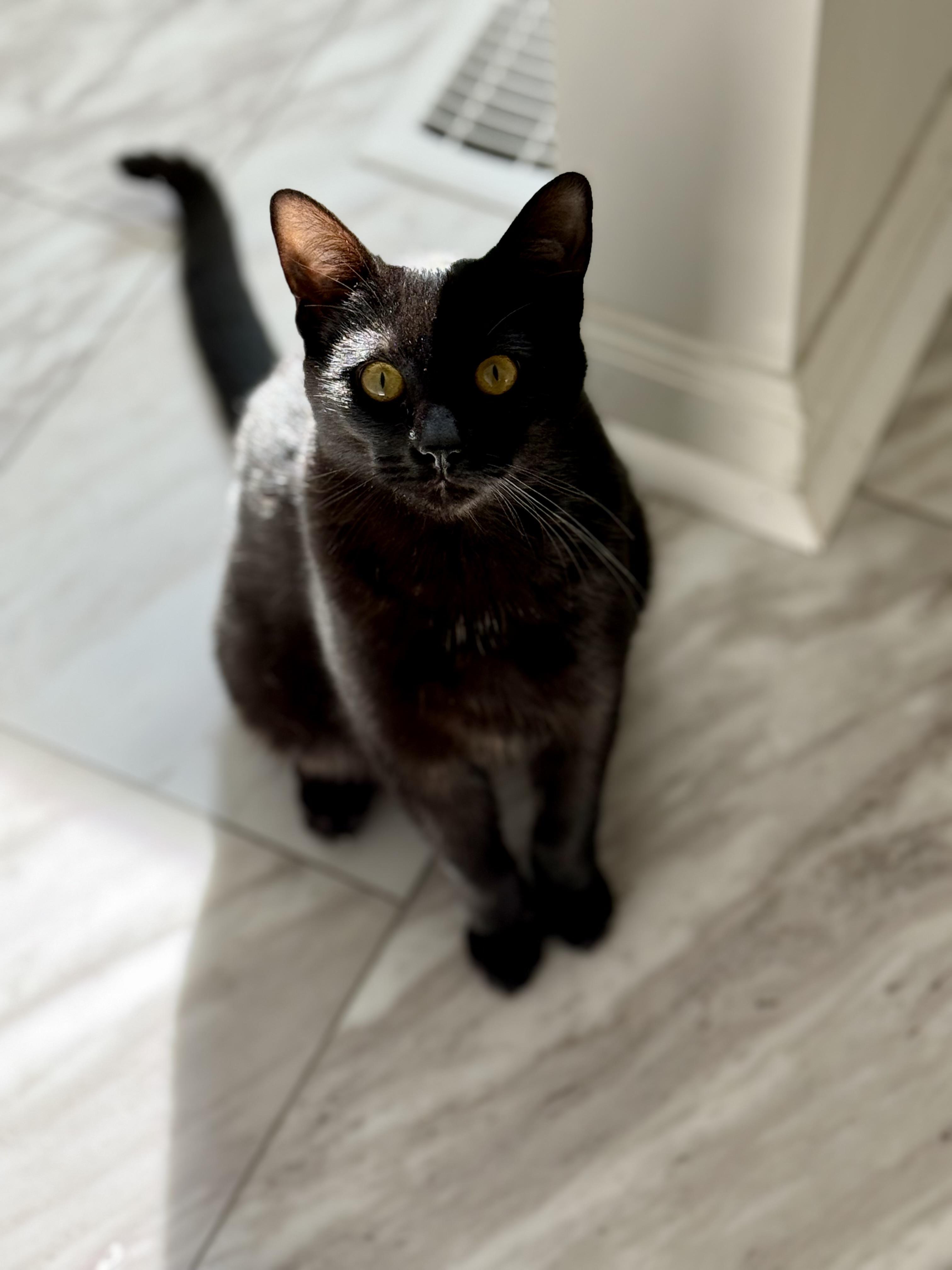 Enlarge Franklin, a Adoptable Domestic Long Hair in Johnson City, TN image 1/2