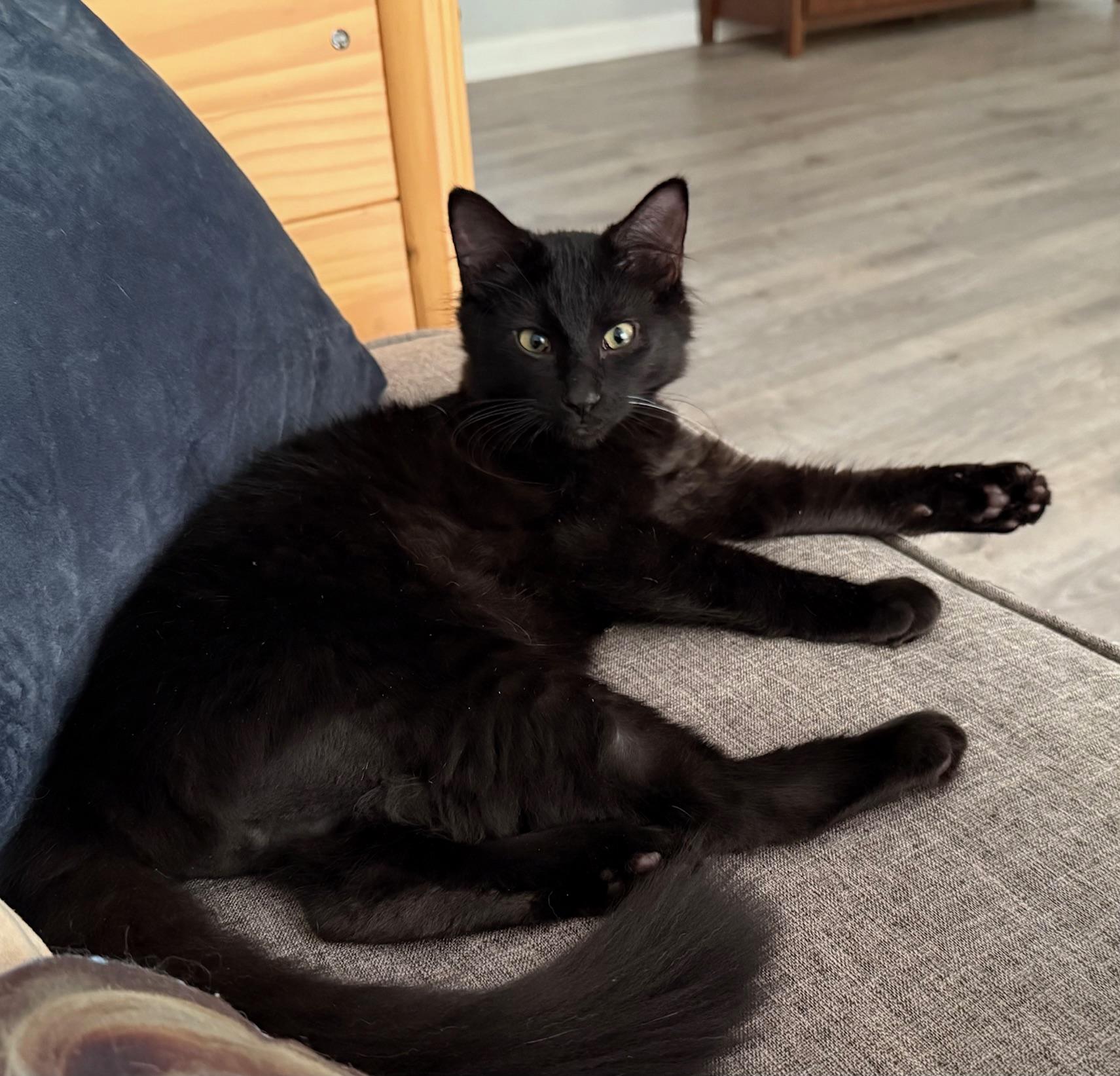 Enlarge Franklin, a Adoptable Domestic Long Hair in Johnson City, TN image 2/2