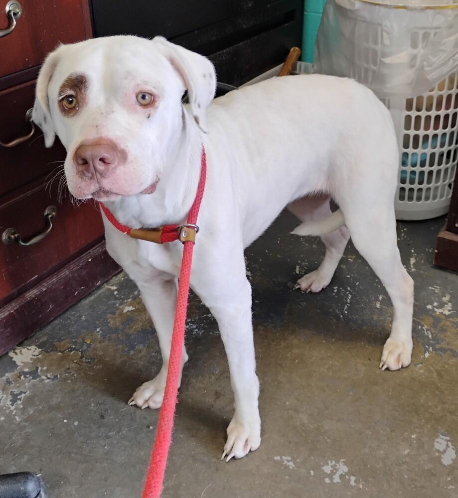 Enlarge Ashley #119, a Adoptable mixed breed in New Lexington, OH image 1/1