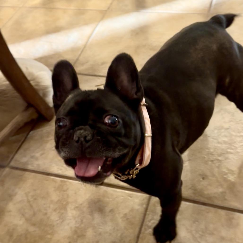 Enlarge Kloie, a Adoptable French Bulldog in Las Vegas, NV image 1/2
