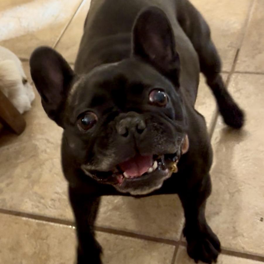Enlarge Kloie, a Adoptable French Bulldog in Las Vegas, NV image 2/2
