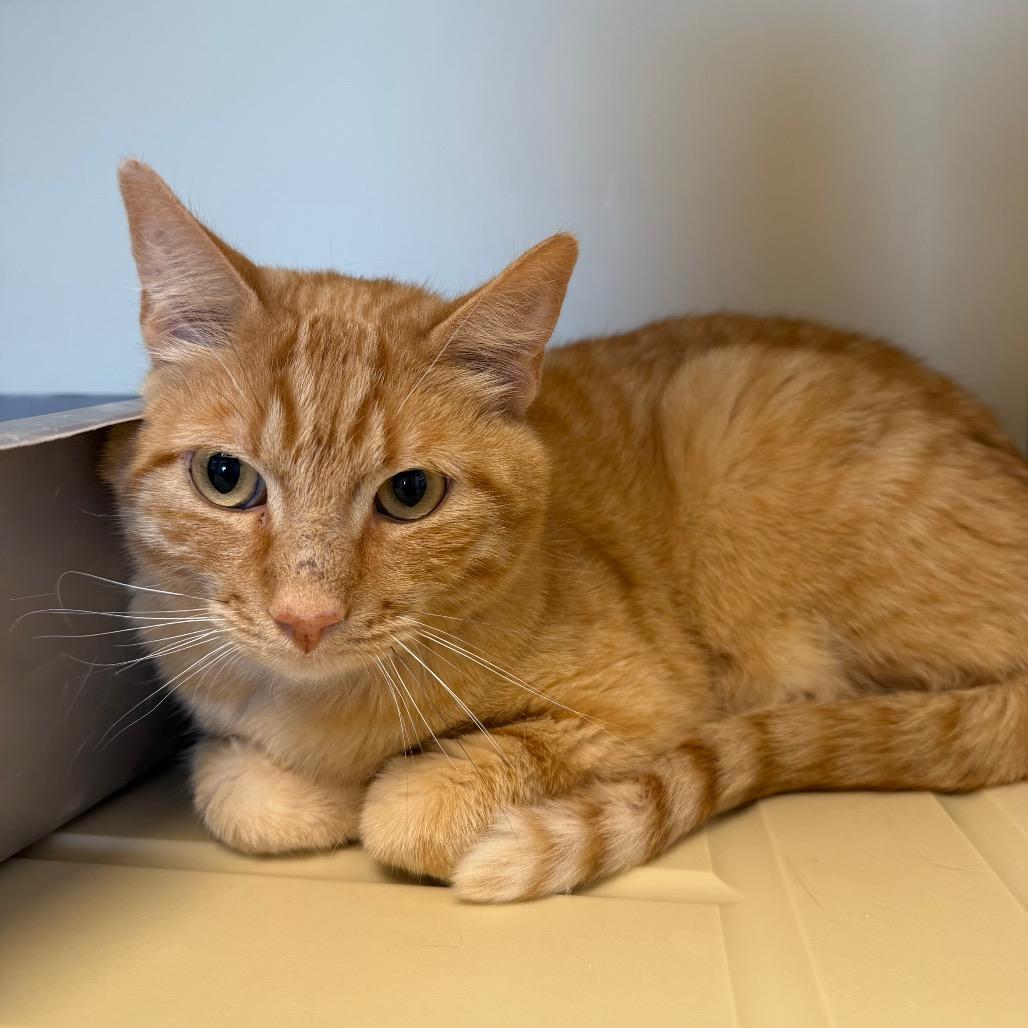 Felix, a Adoptable Domestic Short Hair in Cody, WY image 2/2