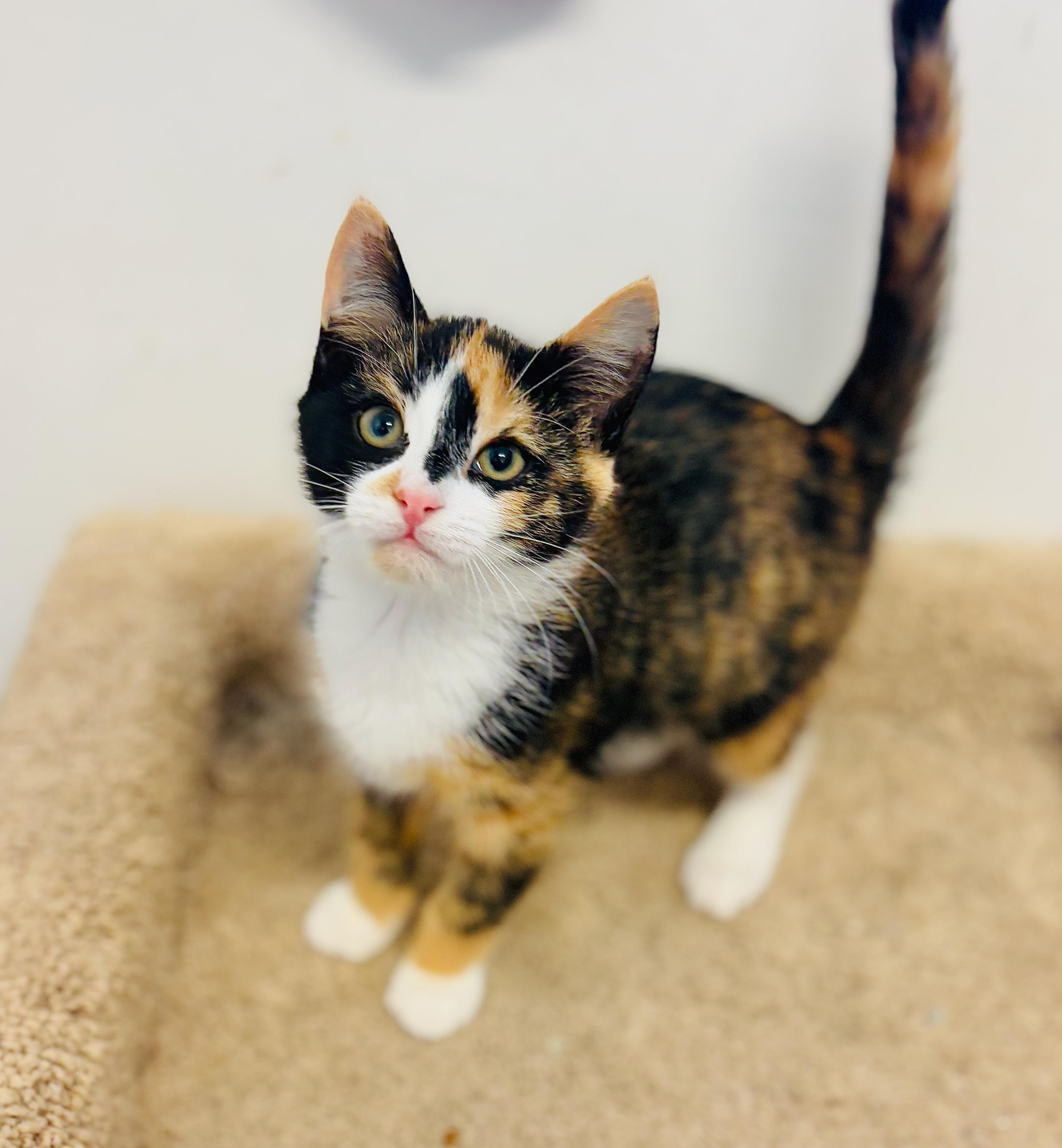 Solara, an adoptable Domestic Short Hair, Calico in St Stephen, NB, E3L 2X2 | Photo Image 1