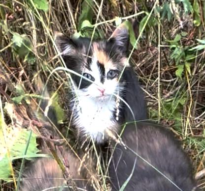 Solara, an adoptable Domestic Short Hair, Calico in St Stephen, NB, E3L 2X2 | Photo Image 2