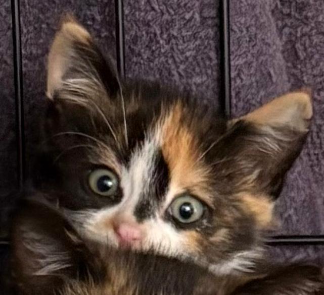 Solara, an adoptable Domestic Short Hair, Calico in St Stephen, NB, E3L 2X2 | Photo Image 3