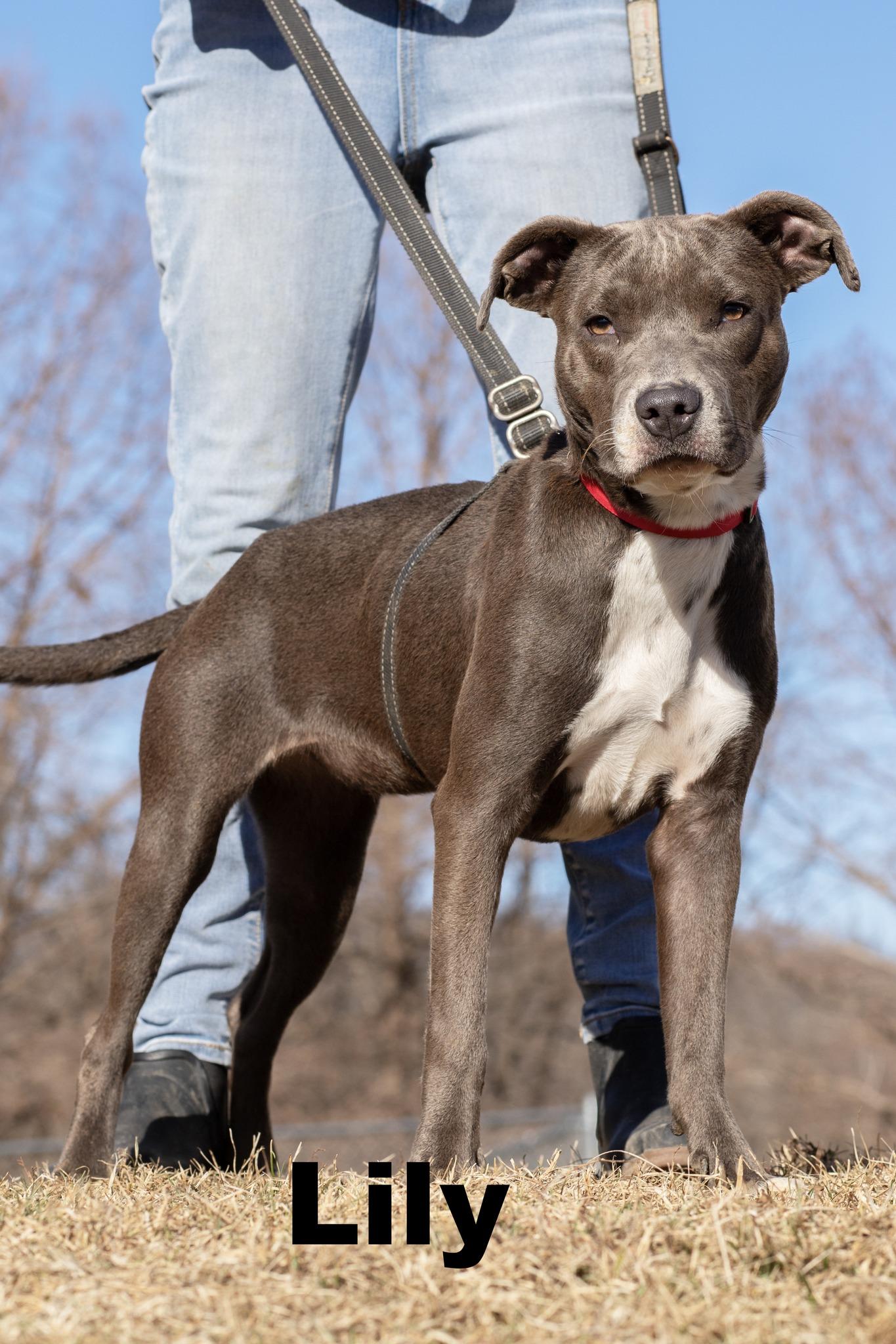 Lily, adopted, Young Female Mixed Breed.