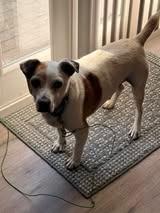 Billie Bob, Adoptable, Adult Male Jack Russell Terrier.