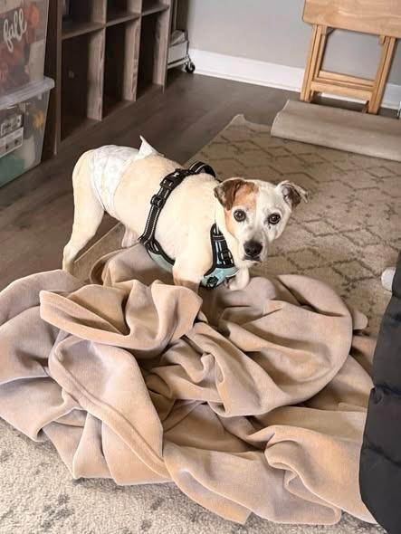 Billie Bob, Adoptable, Adult Male Terrier.