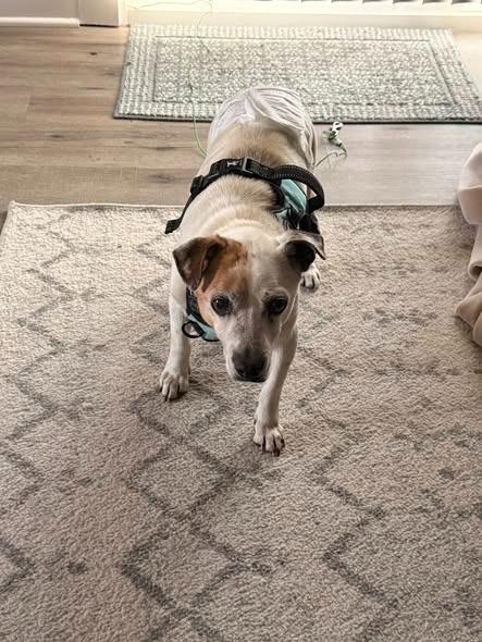 Enlarge Billie Bob, a Adoptable mixed breed in Kettering, OH image 2/3