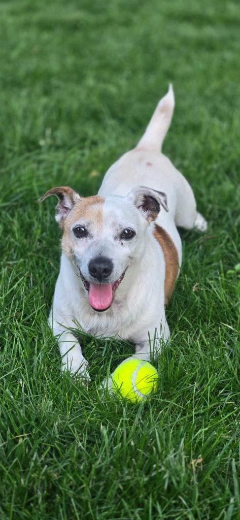 Billie Bob, Adoptable, Adult Male Jack Russell Terrier.