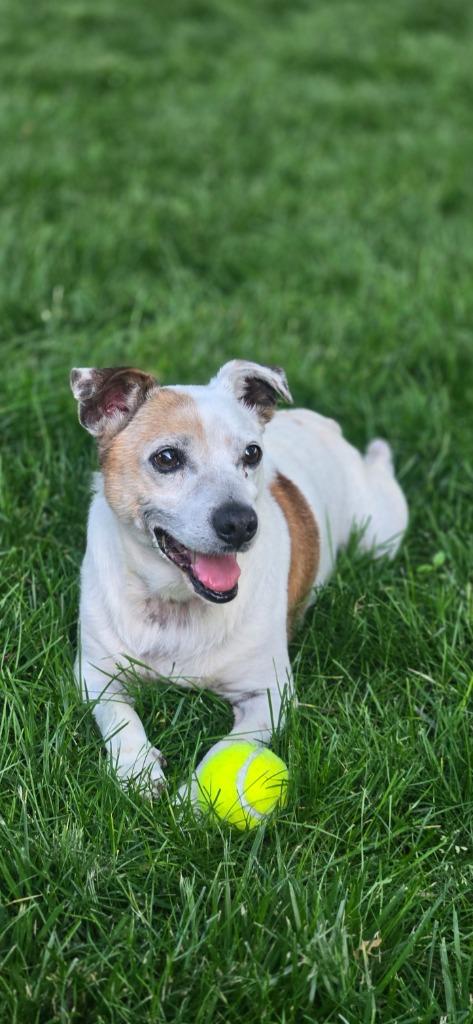 Billie Bob, a Adoptable mixed breed in Kettering, OH image 2/3