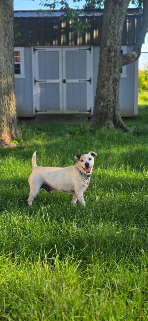Billie Bob, a Adoptable mixed breed in Kettering, OH image 3/3