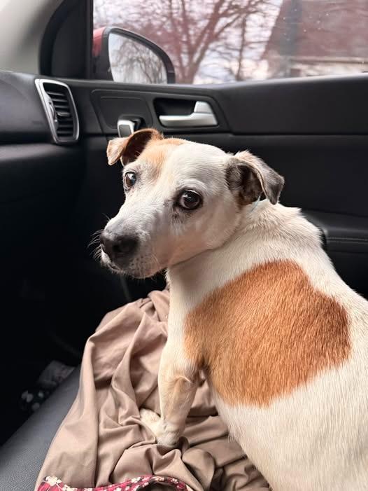 Enlarge Billie Bob, a Adoptable mixed breed in Kettering, OH image 3/3