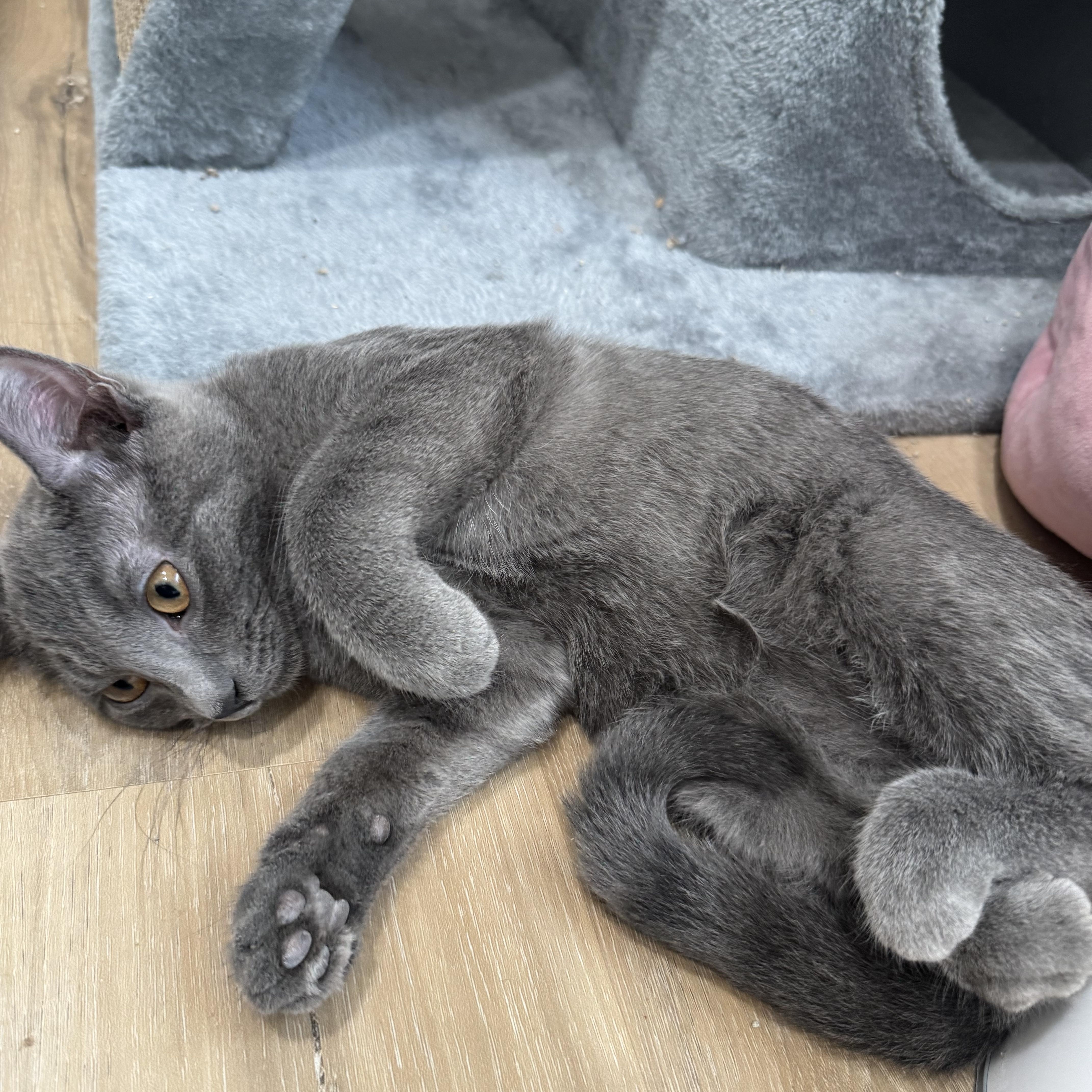 Elliot, a Adoptable Domestic Short Hair in Tracy, CA image 2/3