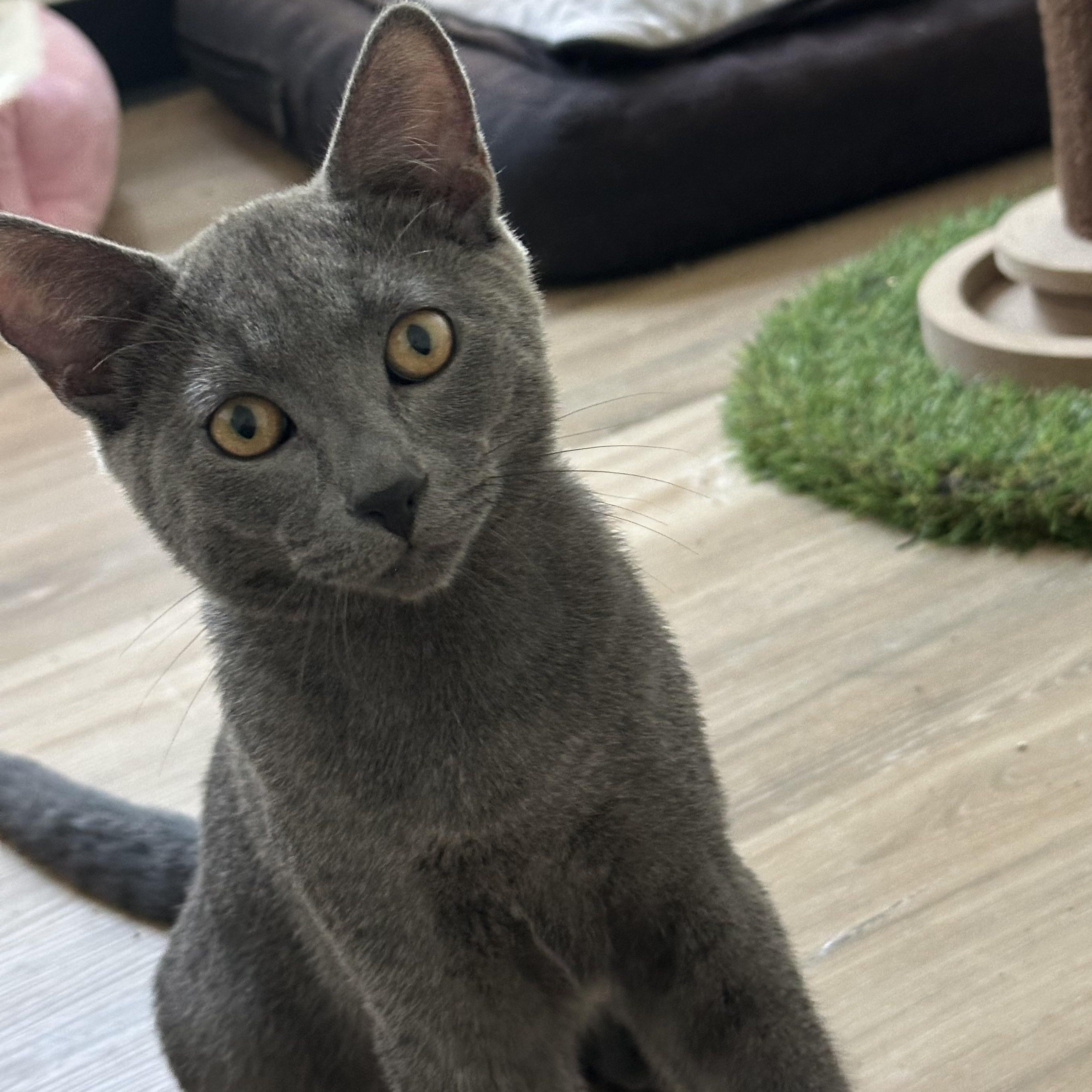 Elliot, Adoptable, Young Male Domestic Short Hair.