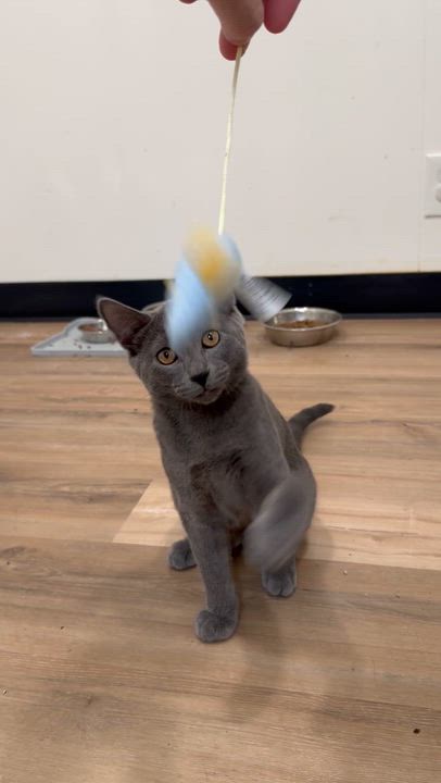 Enlarge Elliot, a Adoptable Domestic Short Hair in Tracy, CA video 3/3